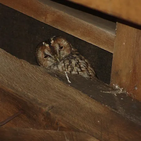 Firs Farm 4* מסהאם